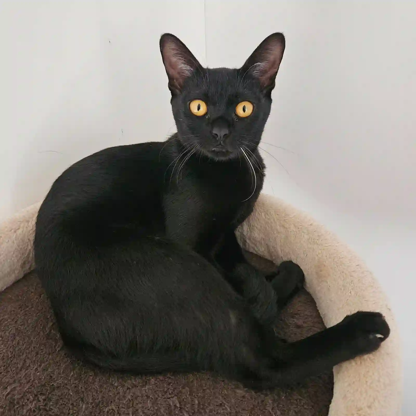 Chatte Trouvée 45 Loiret - Urphée Chatte Trouvée 45 Loiret - Urphée