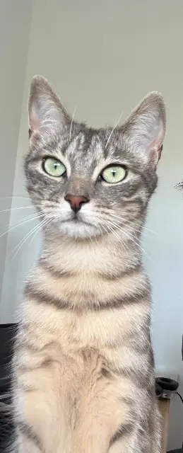 chatte reunited   45750 Saint-Pryvé-Saint-Mesmin Zazou