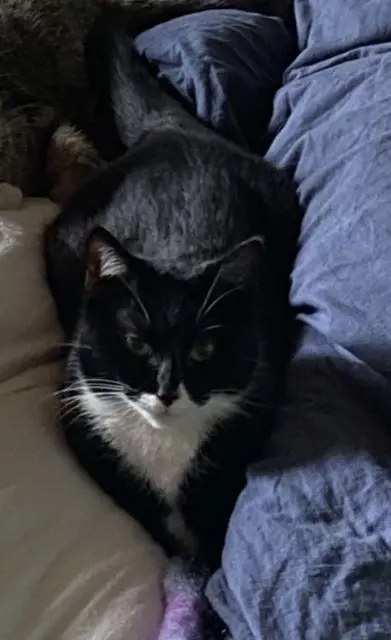 chatte reunited   46240 Cœur de Causse Zumba