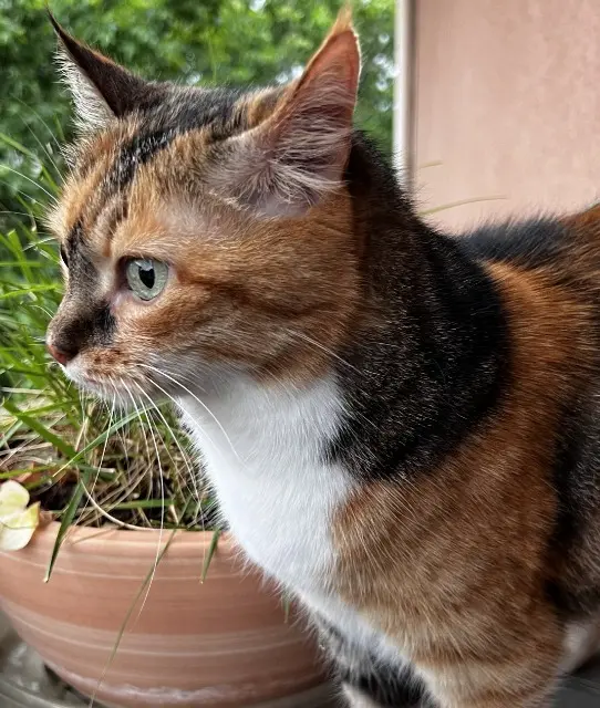 chatte reunited   46240 Lamothe-Cassel Emy
