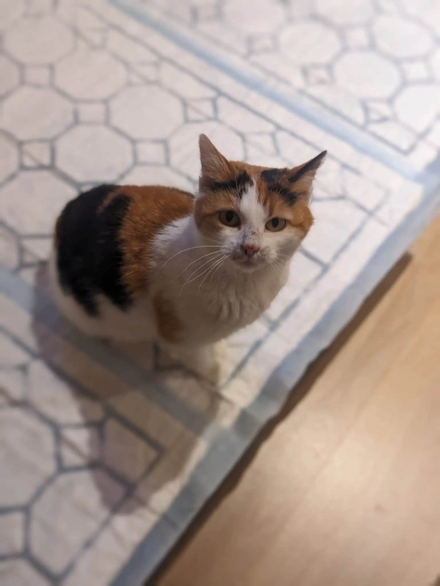 chatte reunited   46100 Cardaillac Nouchka