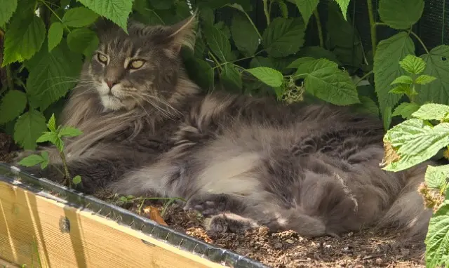 chatte reunited   46600 Martel PADMÉ
