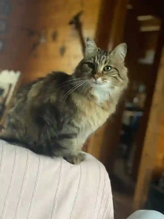 Chatte Perdue 46 Lot Saint-Paul-Flaugnac - Chalia Chatte Perdue 46 Lot Saint-Paul-Flaugnac - Chalia