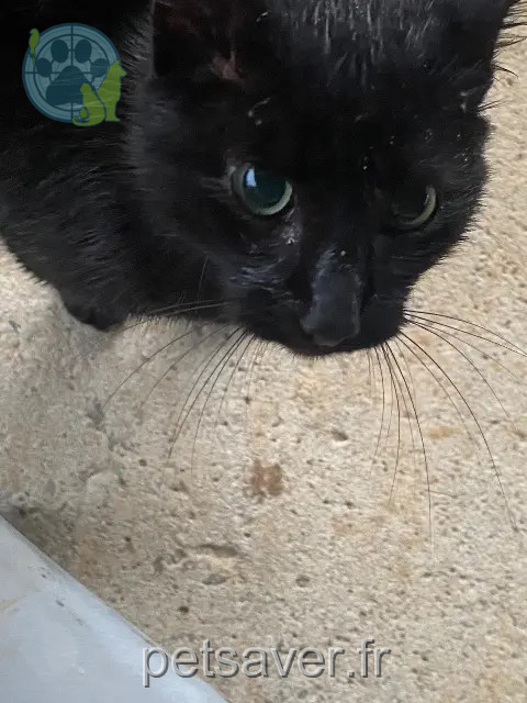 chatte reunited 46250 Pomarède Taya