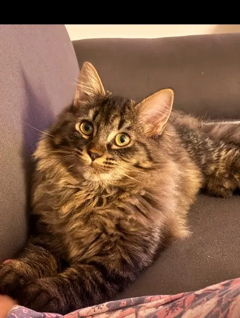 chatte reunited   47220 Caudecoste Choupinette