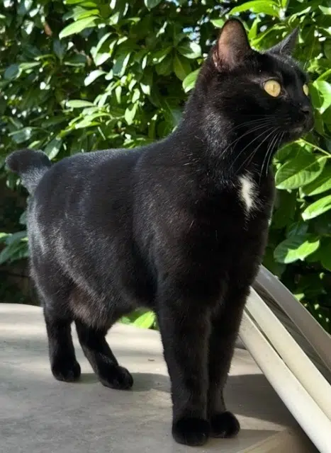 chatte reunited   47000 Agen Flokie