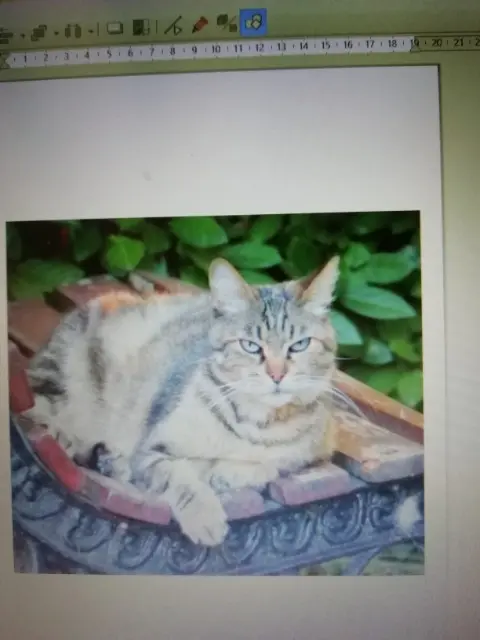 chatte reunited   47110 Sainte-Livrade-sur-Lot FrançOise Wajcner