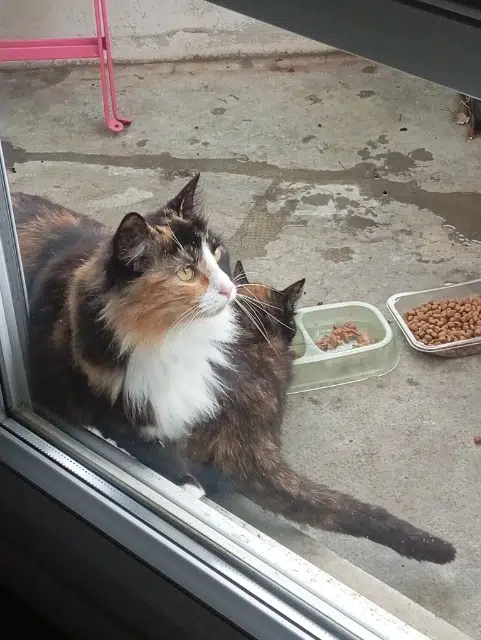 chatte reunited   47000 Agen Isa