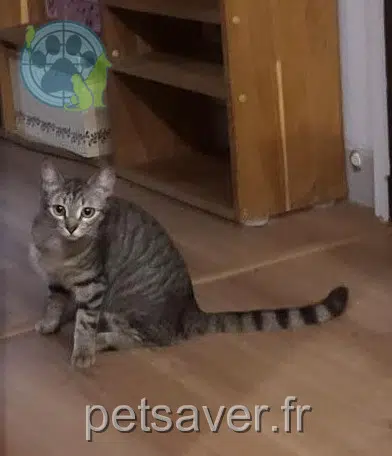 chatte reunited   47200 Marmande Meï
