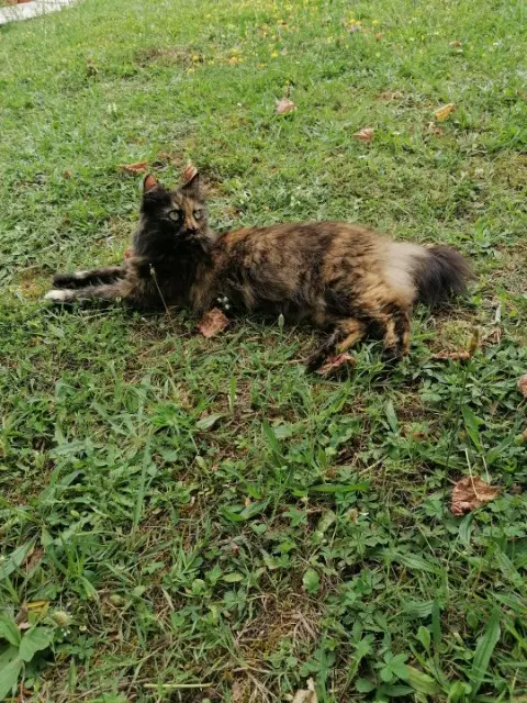 chatte reunited   47360 Montpezat Oxia