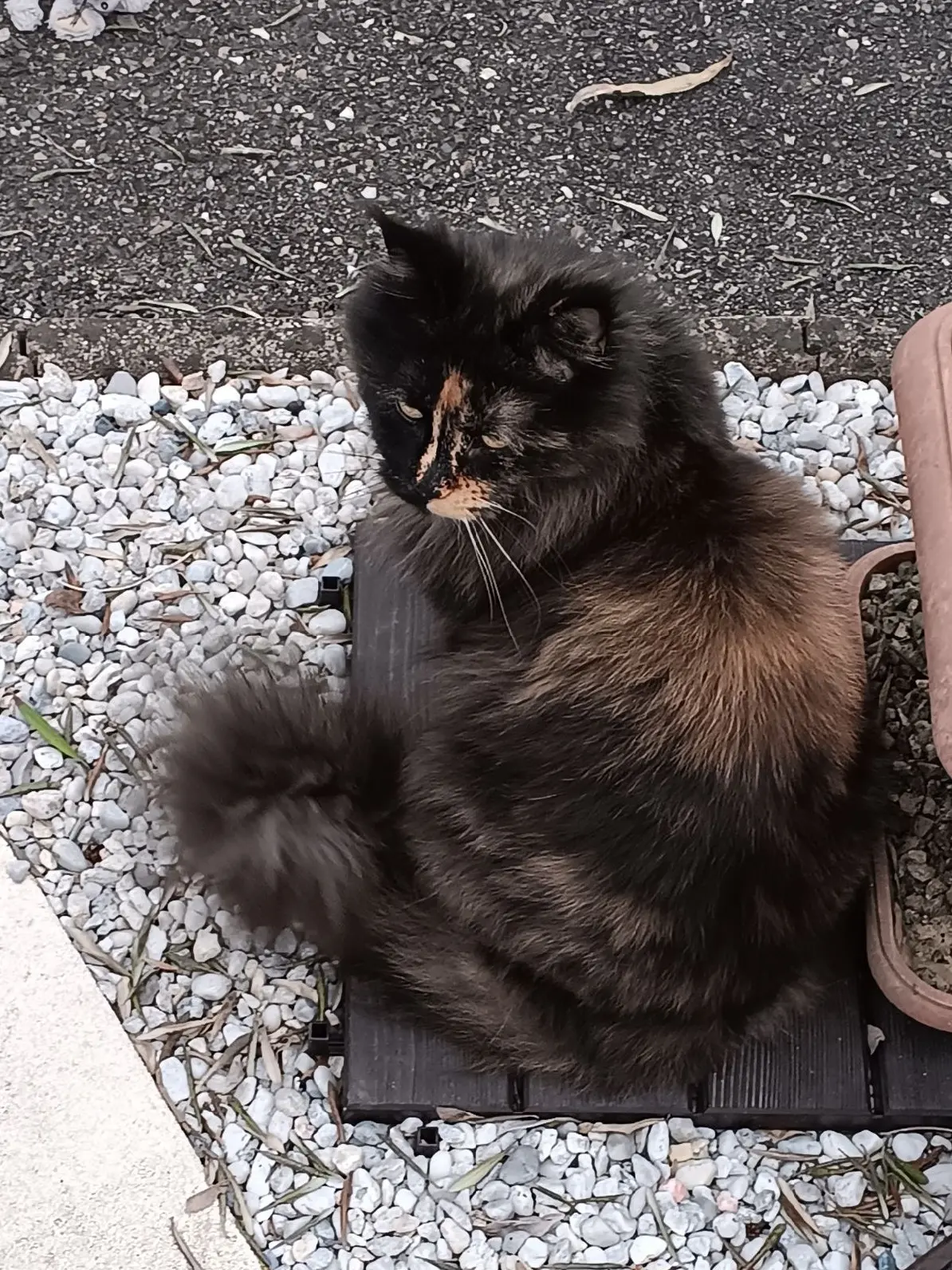Chatte Perdue 47 Lot-et-Garonne - Tahaa Chatte Perdue 47 Lot-et-Garonne - Tahaa