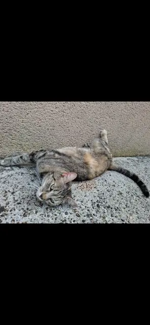 chatte reunited   47200 Beaupuy UNA