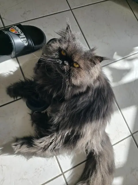 chatte reunited   48200 Saint-Chély-d'Apcher Thaliyah