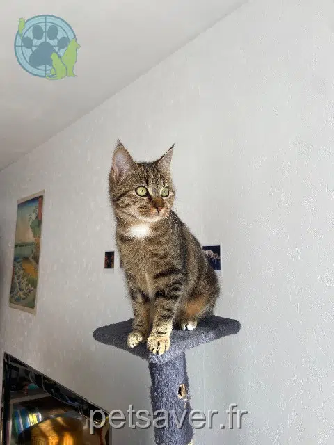 chatte reunited    Angers Athéna