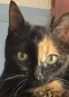 chatte reunited    Angers Balie