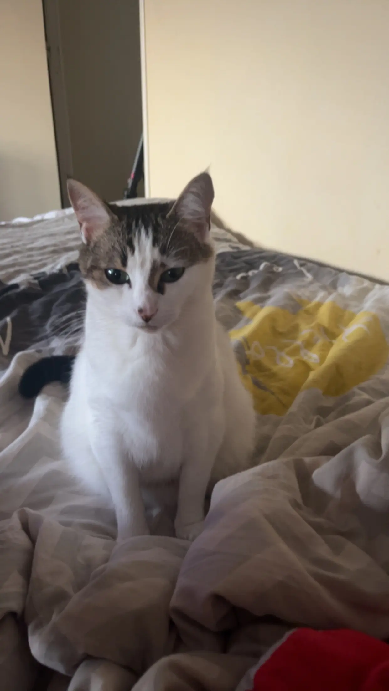 Chatte Perdue 49 Maine-et-Loire Angers - Clafoutis Chatte Perdue 49 Maine-et-Loire Angers - Clafoutis