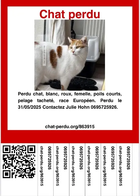 chatte reunited    Angers Mina