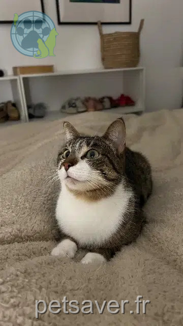 chatte reunited    Angers Mira