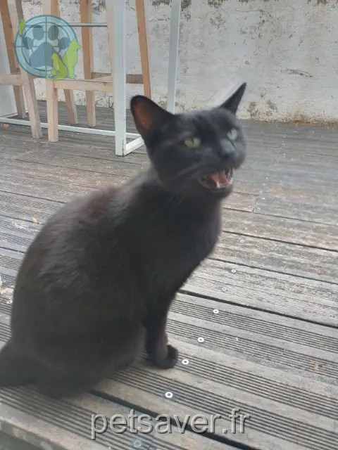 chatte reunited Angers Pat