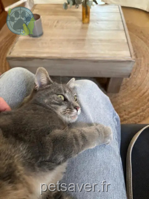 chatte reunited    Angers Simone