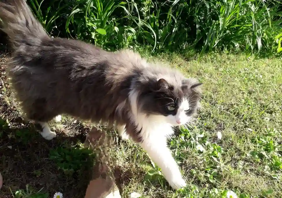 Chatte Trouvée 49 Maine-et-Loire Angers - Tagada Chatte Trouvée 49 Maine-et-Loire Angers - Tagada