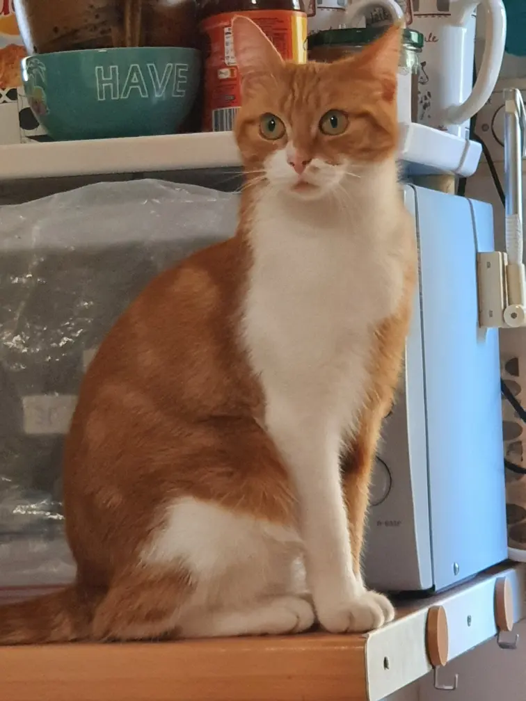 Chatte Perdue 49 Maine-et-Loire Angers Chatte Perdue 49 Maine-et-Loire Angers