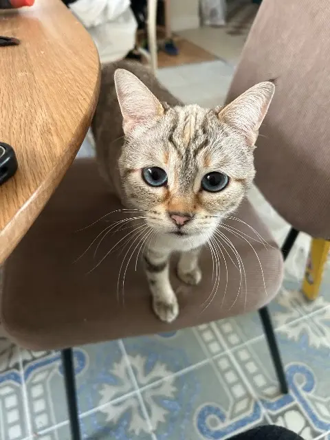 chatte reunited    Angers Yvette