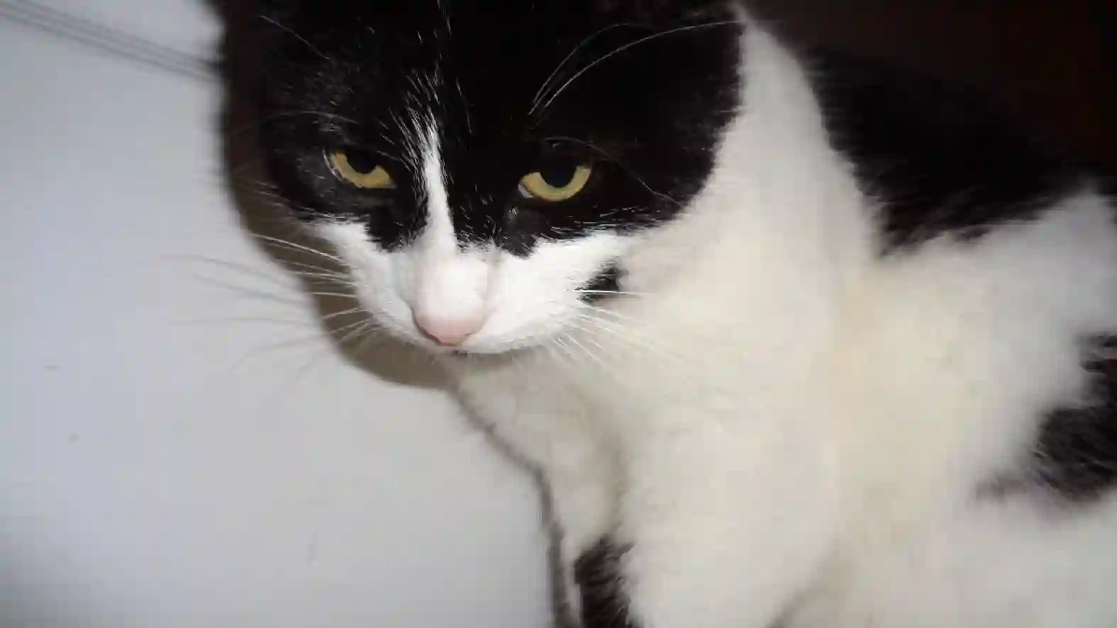 Chatte Trouvée 49 Maine-et-Loire Angers - Zora Chatte Trouvée 49 Maine-et-Loire Angers - Zora