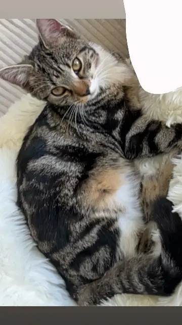 chatte reunited   49700  Appy