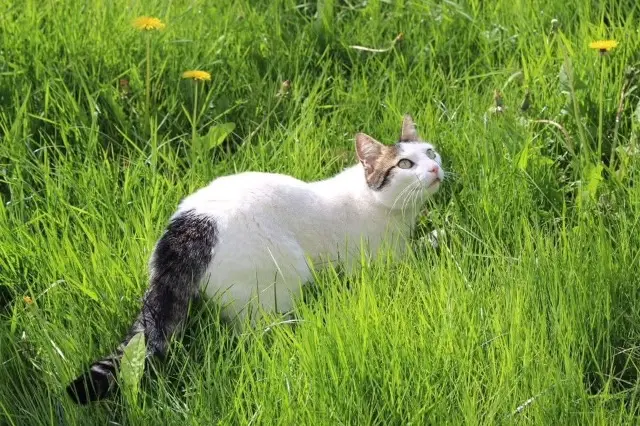 chatte reunited   49380 Bellevigne-en-Layon Choupette