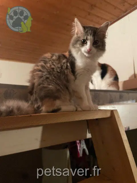 Katze reunited 49300 Cholet Bébé