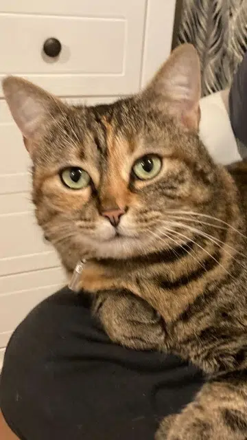 chatte reunited   49400 Saumur Chatouille