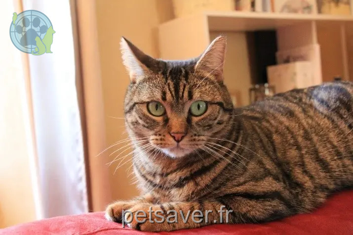 Chatte Perdue 49 Maine-et-Loire Chatte Perdue 49 Maine-et-Loire