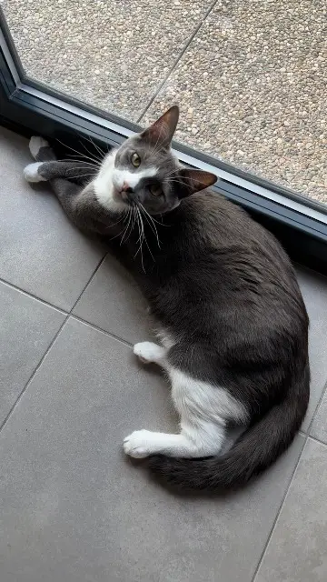 chatte reunited   49280 Mazières-en-Mauges Era