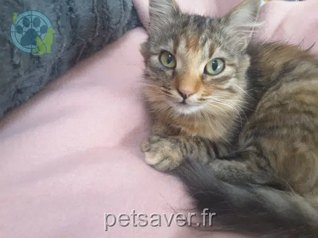 chatte reunited   49070 Beaucouzé Eywa