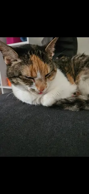 chatte reunited   49220 Grez-Neuville Izzy