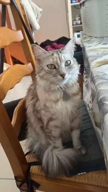 chatte reunited   49650 Brain-sur-Allonnes Jin