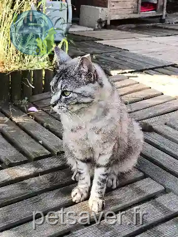 Chatte Trouvée 49 Maine-et-Loire - Kali Chatte Trouvée 49 Maine-et-Loire - Kali