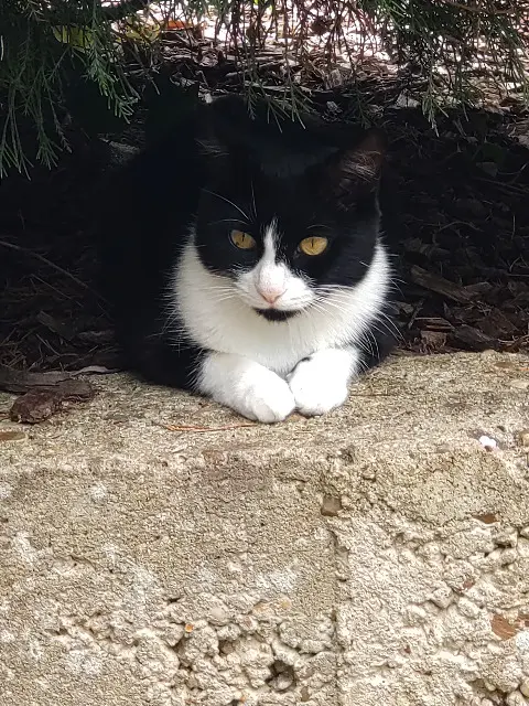 chatte reunited   49250 Les Bois-d'Anjou Réglisse