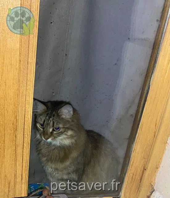 chatte reunited   49250 Les Bois-d'Anjou Rose