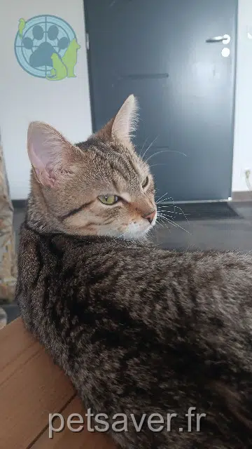 chatte reunited   49330 Les Hauts-d'Anjou Mimine