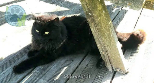 chatte reunited 49330 Les Hauts-d'Anjou Aïko