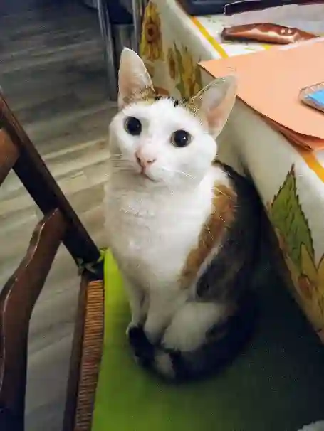 Chatte Perdue 49 Maine-et-Loire Les Hauts-d'Anjou - Papouille Chatte Perdue 49 Maine-et-Loire Les Hauts-d'Anjou - Papouille