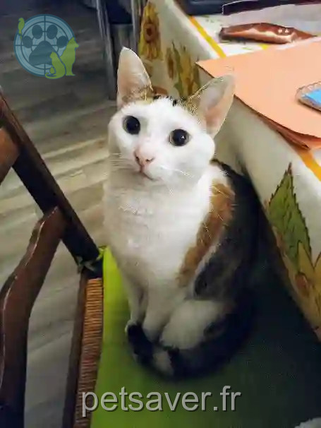Chatte Perdue 49 Maine-et-Loire Les Hauts-d'Anjou - Papouille Chatte Perdue 49 Maine-et-Loire Les Hauts-d'Anjou - Papouille