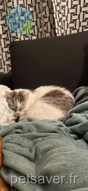chatte reunited Val-d'Erdre-Auxence Lucette