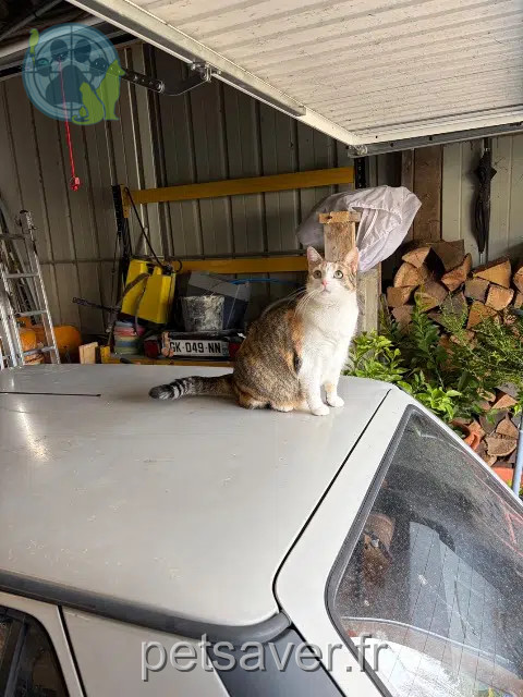 chatte reunited   49630 Mazé-Milon Prune