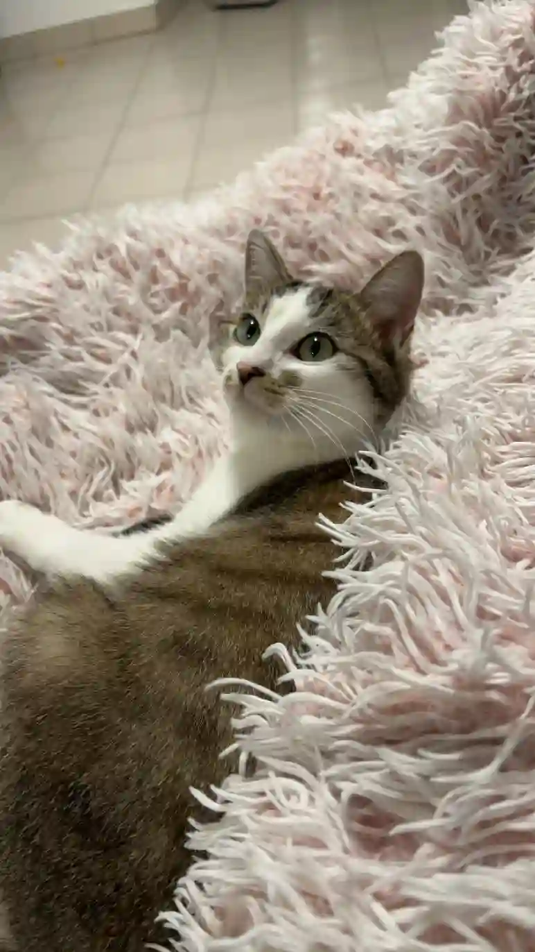 Chatte Trouvée 49 Maine-et-Loire - Meyka Chatte Trouvée 49 Maine-et-Loire - Meyka