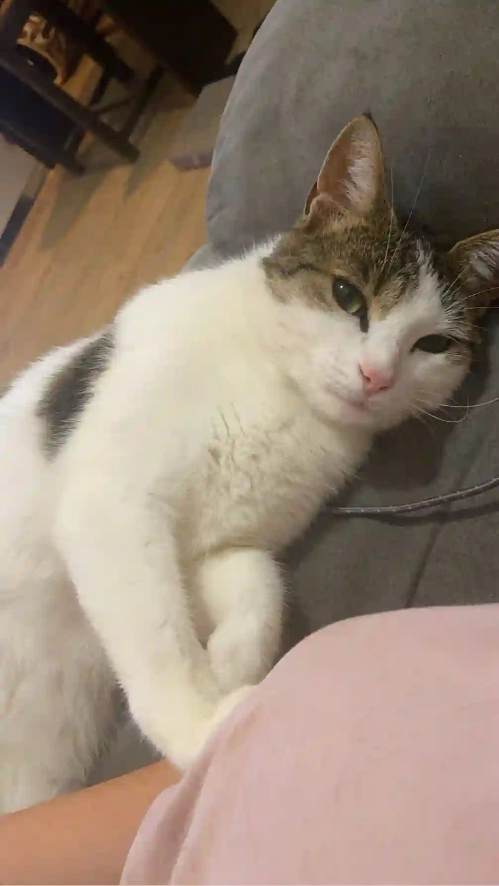 Chatte Trouvée 49 Maine-et-Loire Montrevault-sur-Èvre - Athena Chatte Trouvée 49 Maine-et-Loire Montrevault-sur-Èvre - Athena