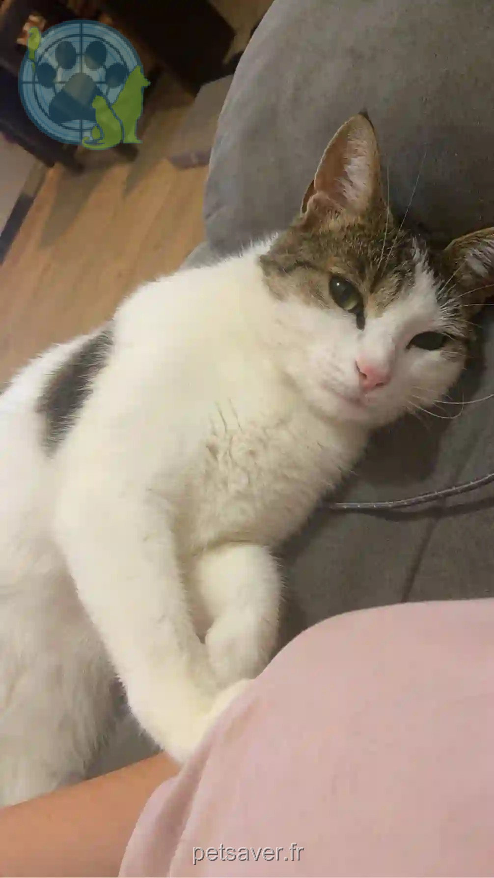 Chatte Trouvée 49 Maine-et-Loire Montrevault-sur-Èvre - Athena Chatte Trouvée 49 Maine-et-Loire Montrevault-sur-Èvre - Athena