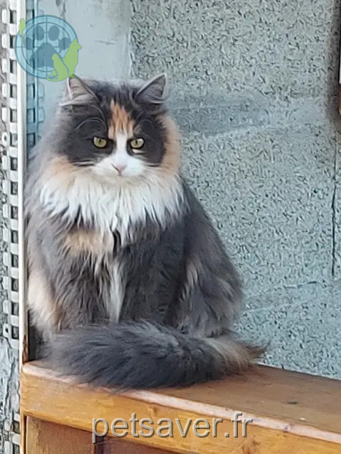 chatte reunited 49110 Montrevault-sur-Èvre Sissi